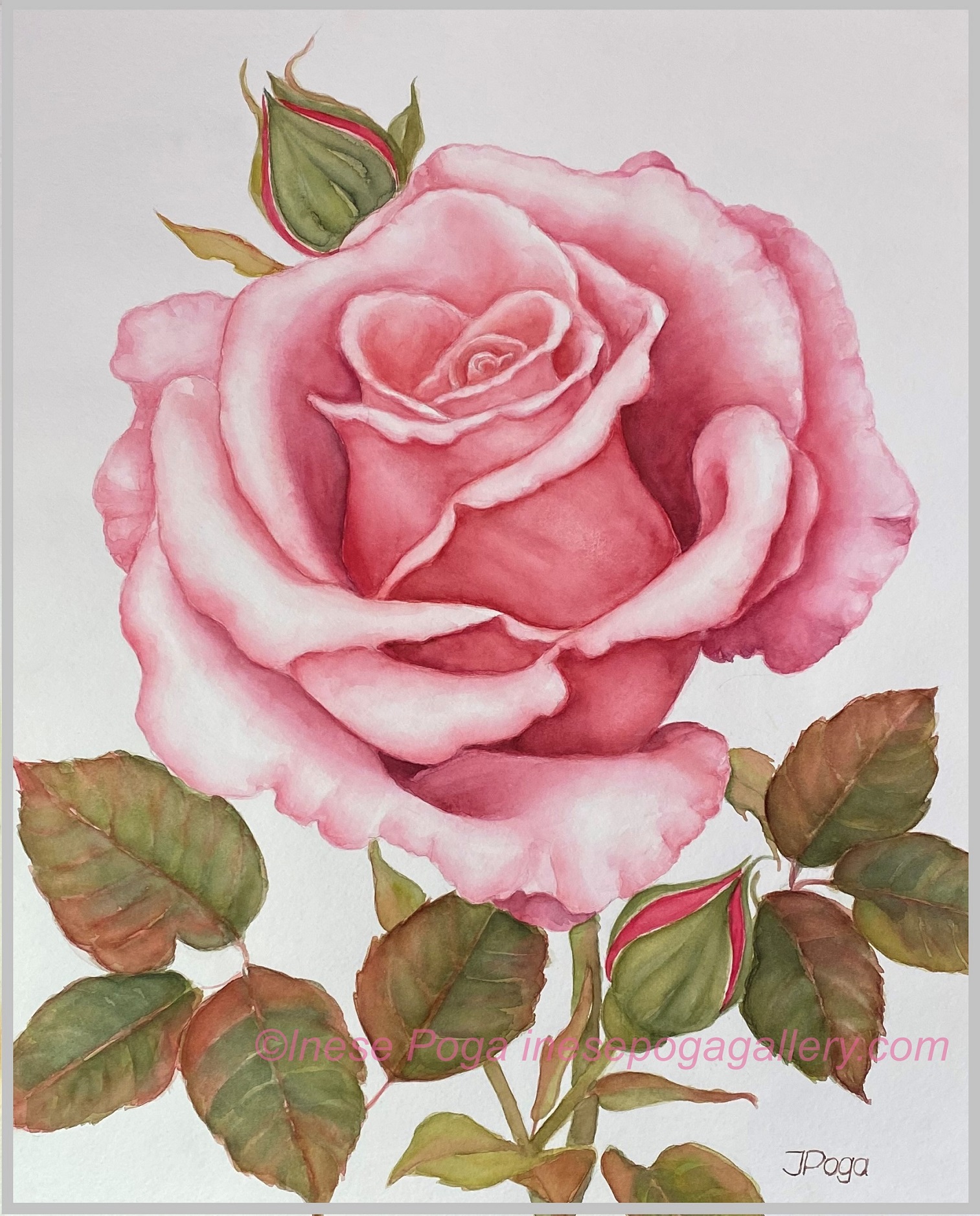 rose painting Archives INESE S ART STUDIO